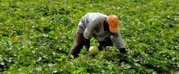 Renforcement de la résilience de l’agriculture en Afrique : La Banque mondiale mobilise un don de 60 millions de dollars