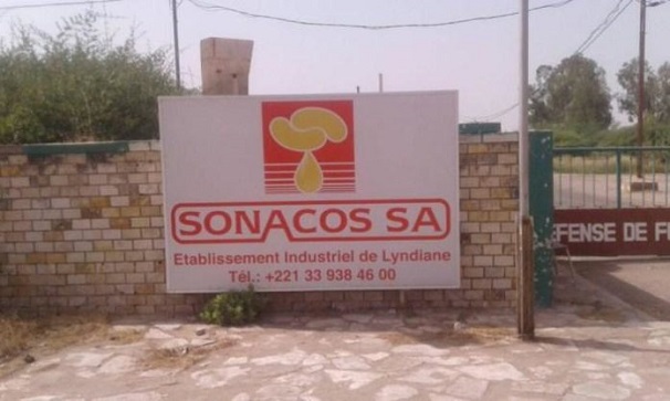 Seules 1 414 tonnes d’arachide collectées : L’heure est grave à la SONACOS de Diourbel