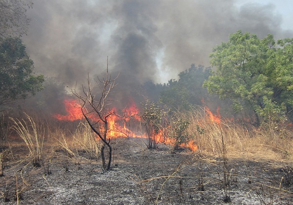 Un feu de brousse : une large superficie ravagée dans une commune de Linguère