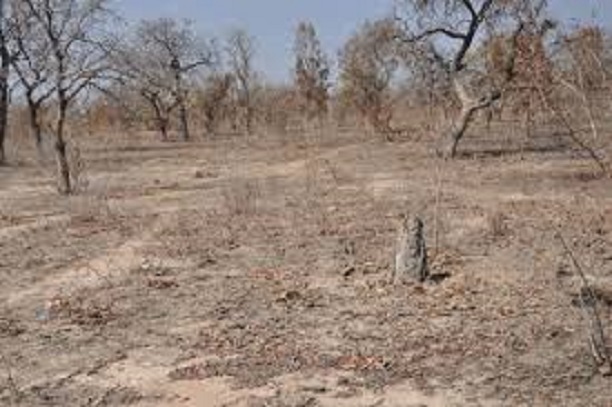 Paysages dégradés, productivité agricole : la BM va injecter près de 2 687 milliards de F CFA pour les zones arides d'Afrique
