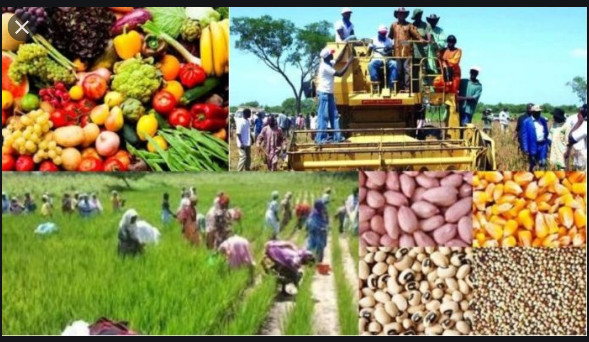 Agriculture au Sénégal: Les chiffres d’une campagne de toutes les performances