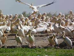 Parc de Djoudj: la grippe aviaire a tué les 750 pélicans