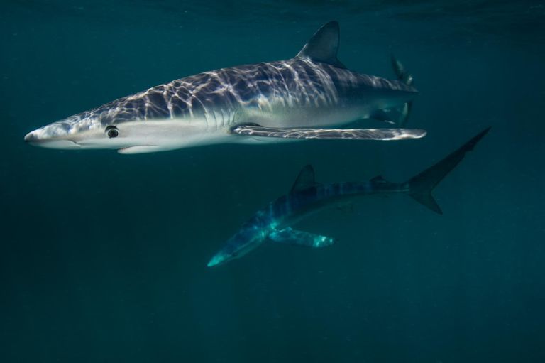 Attaqué par un requin, il évoque ses «yeux rouges brillants»