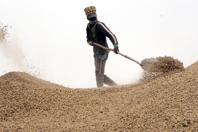 Kolda-Agriculture : Les opérateurs semenciers annoncent une plainte contre des huiliers