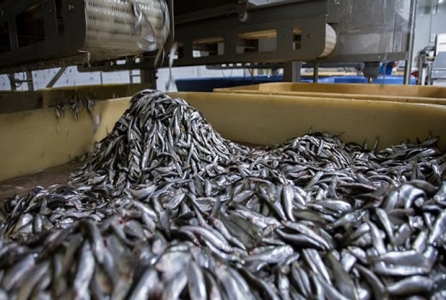 Les usines menacent nos ressources halieutiques : il leur faut 5 tonnes de poisson pour produire 1 tonne de farine et 20 kg pour un litre d’huile