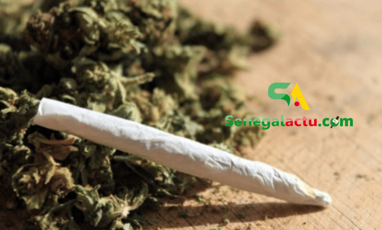 Thiès: Après l’arrestation d’un dealer, son épouse tombe avec 2,3 kg de drogue (BRS)
