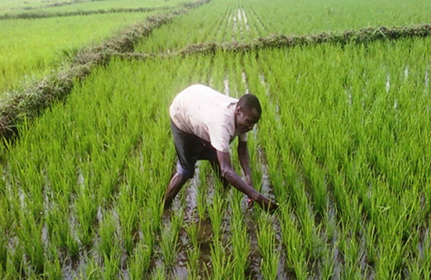 Bambey - Partenariat Public-Prive dans l’agriculture : Cnra et Groupe Mamy kaya, en croisade contre le sous-emploi