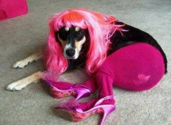 Ce chien qui s'appelle Lady Gaga...