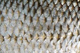 Ouganda : Un Sénégalais arrêté avec des écailles d'animaux d'une valeur de 114 millions FCFA risque la prison à perpétuité et une très forte amende