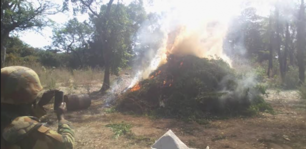 Casamance: 6 champs de chanvre indien brûlés par l'armée, un suspect arrêté