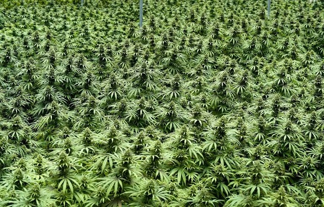 Lutte contre le trafic de stupéfiants à Bignona : l’armée détruit six vastes champs de cannabis et arrête un suspect