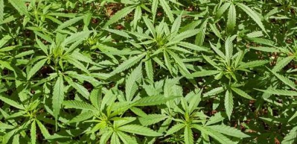 Des pompiers viennent pour une fuite de gaz et tombent sur 1.500 pieds de cannabis