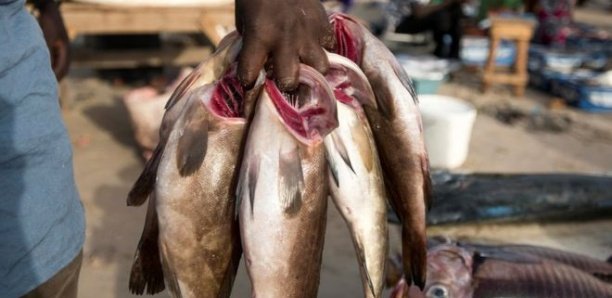 Sénégal : Les Mareyeurs indexent une «mauvaise gestion» des ressources Halieutiques