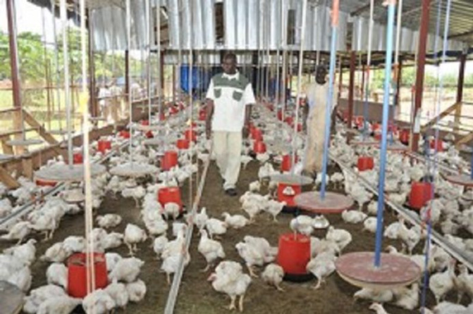 Très touchés par l’inflation du prix de l’aliment de volaille Les aviculteurs alertent sur une disparition de la filière