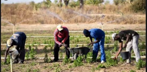 Stratégie nationale de mécanisation agricole : Vers la création de 28 000 emplois