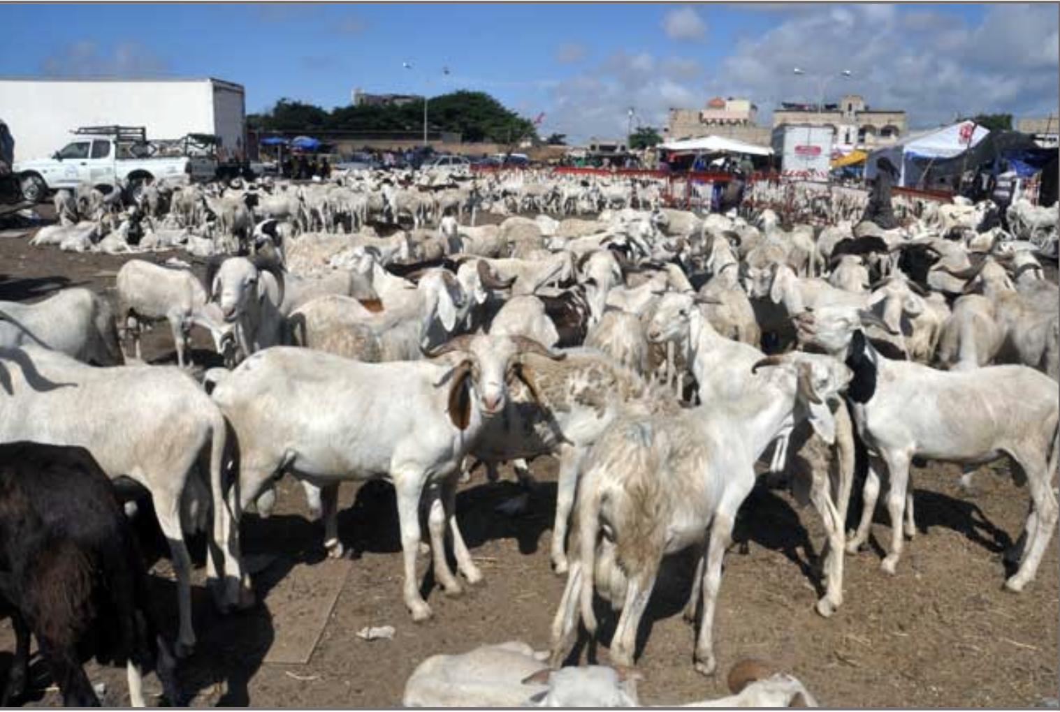 Meurtre à Pikine: Un soudeur métallique tue un vendeur de moutons