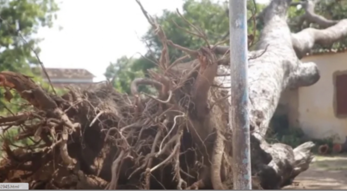 Keur Saloum Diané: Une adolescente tuée par la chute d'une branche d'arbre