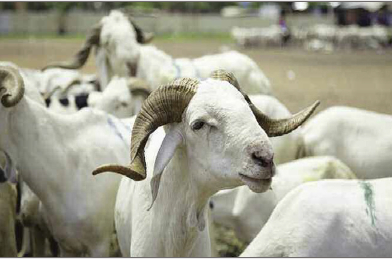Plus de moutons cette année.. » avait rassuré Aly Saleh Diop, le ministre de l’élevage : les vendeurs de Sewekhaye le contredisent
