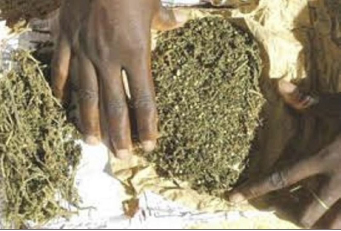 Yeumbeul / Coincé avec 6 kg de “yamba’’ : Le duo de trafiquants soutient avoir ramassé la drogue dans la rue