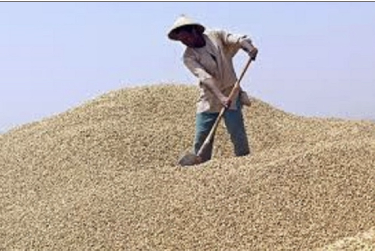 Collecte et appui aux cultivateurs : L’Etat invité à augmenter le prix d’achat de l’arachide