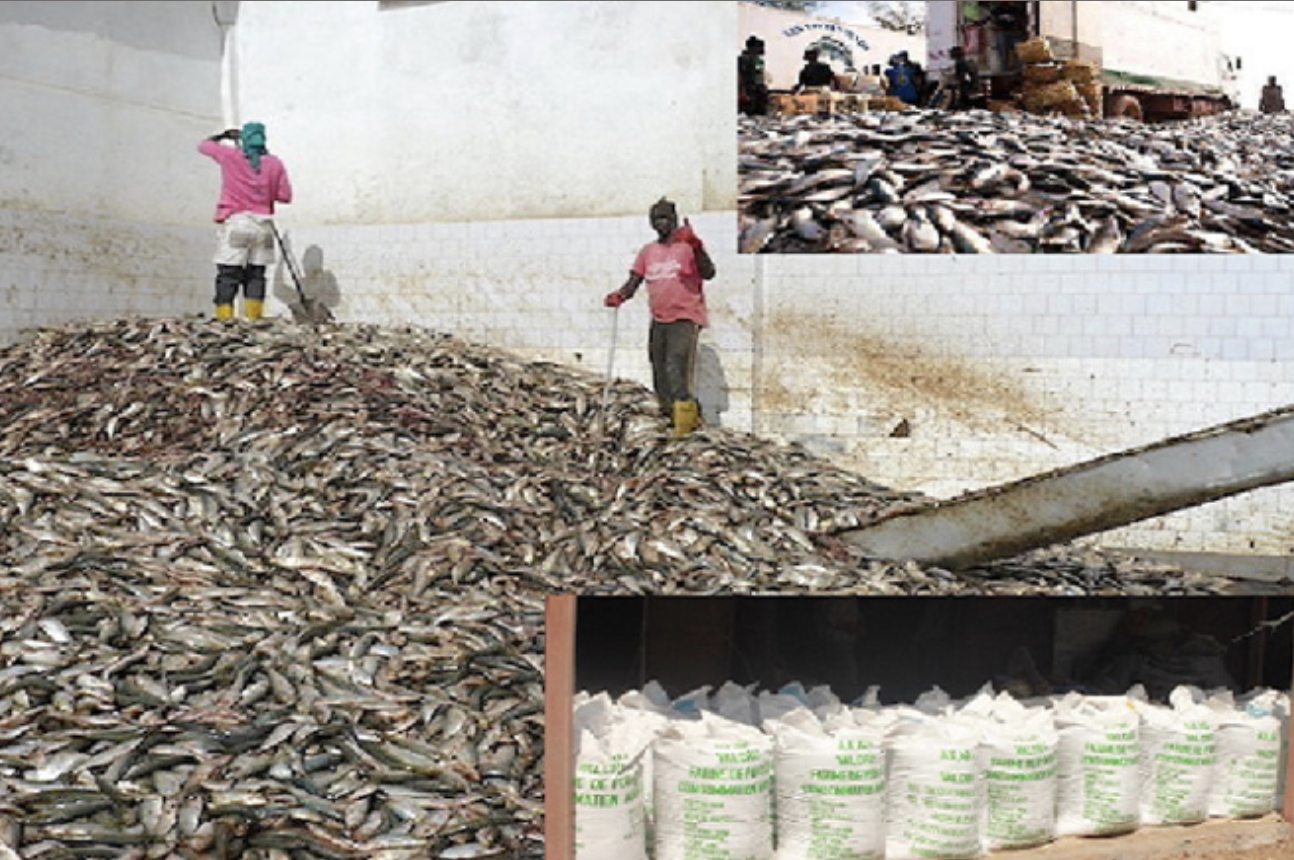 Gestion des pêcheries de petits pélagiques : L’exportation et les usines de farine de poisson constituent un frein