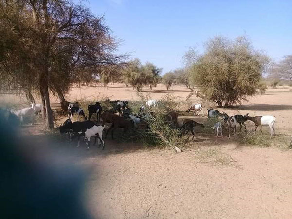 Abattage des arbres au Fouta: Paysans et éleveurs portent la couronne d’épines