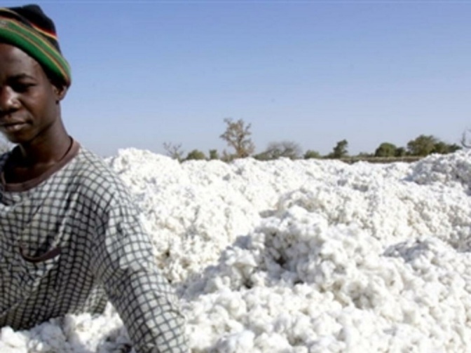 Vélingara Campagne de production cotonnière Une mouche parasite l’espoir des producteurs