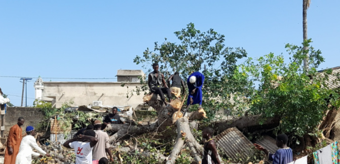 Kaolack : la chute d’un baobab fait une vingtaine de blessés