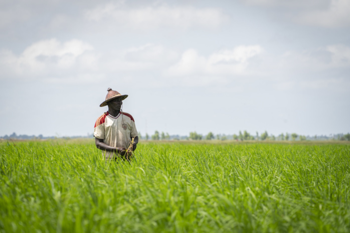 Mise en place d’une agropole dans quatre régions du centre du pays : Le Sénégal reçoit un prêt de plus de 63 millions d’euros…