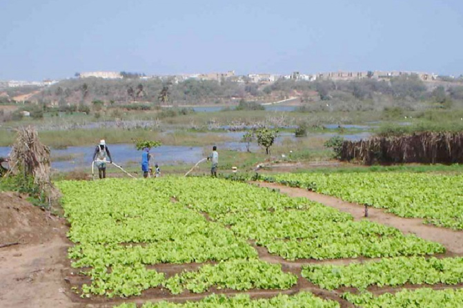 De nombreuses difficultés entravent leurs activités économiques : Colère des producteurs maraîchers de Diogo