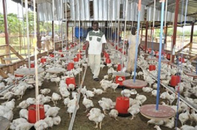 Alerte sur la santé animale au Sénégal : un retour inquiétant de la grippe aviaire signalé