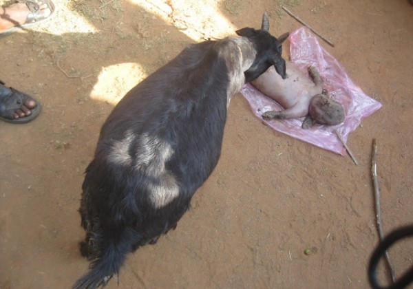 Nigéria : Une chèvre donne naissance à un  » humain ».