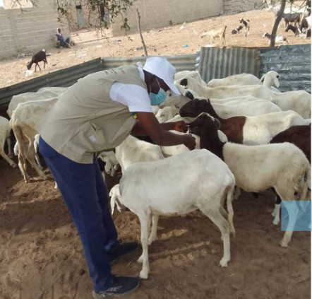 Kédougou : 14 694 bovins et 6 799 petits ruminants vaccinés (Responsable)
