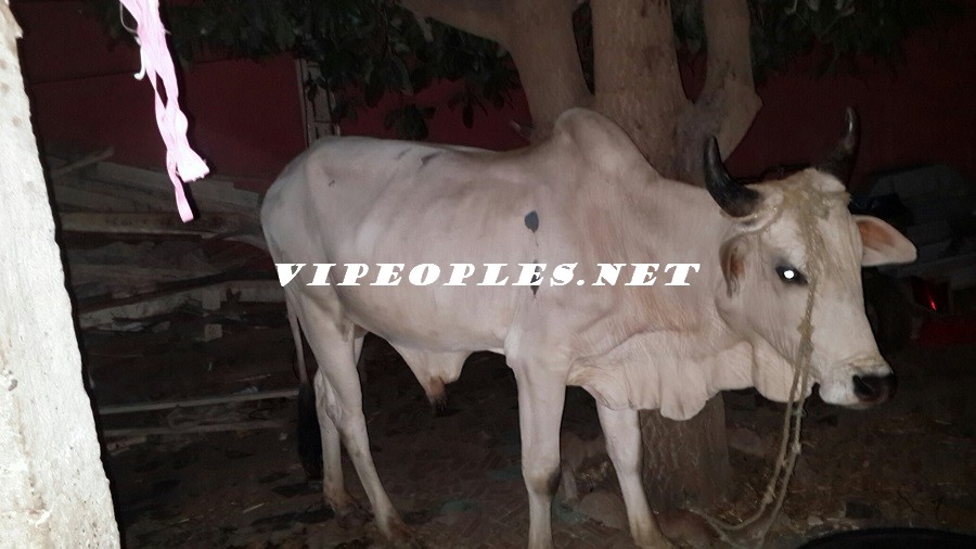 Baptême du fils de Pape Diouf: Cheikh Amar, Malick Gackou, Elimane Lam, Pape Bocar Diouf, et Son bassiste Jule Diop offrent des vaches et des moutons "Ladoum"