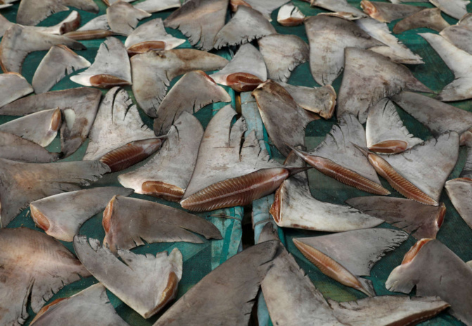 Coup de filets de la Douane : Saisie de 1,600 tonne d'ailerons de requin à Kébémer, de faux médicaments aussi