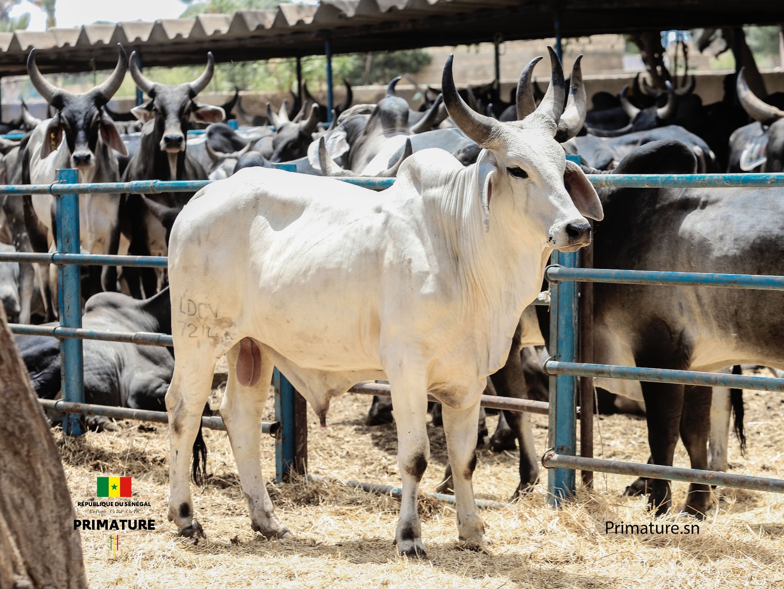 Le Premier Ministre, Ministre de l’Elevage et des Productions animales Amadou BA a présidé  la cérémonie officielle de réception de 312géniteurs « Guzera » à l’ENSA de Thiès