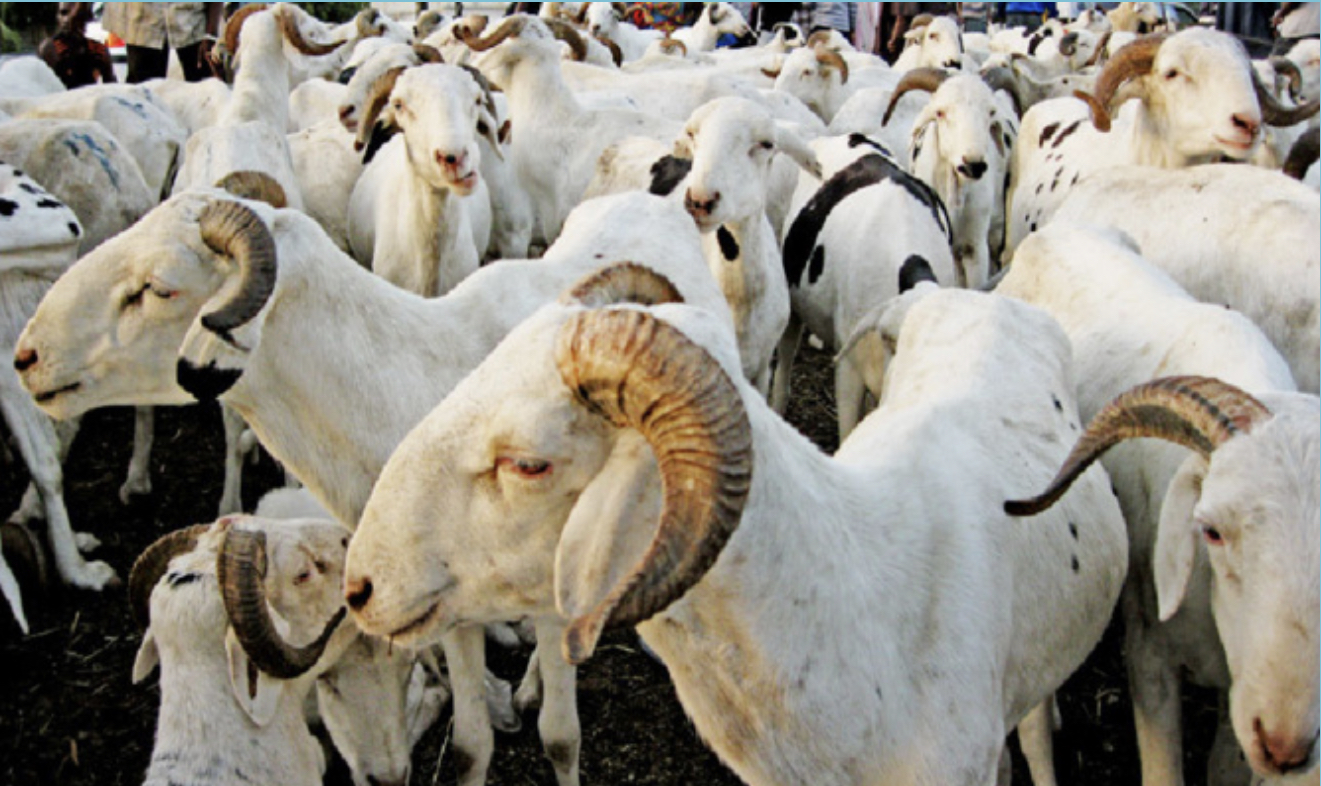 Approvisionnement en moutons pour la Tabaski 2023 : Dakar attend encore ses têtes