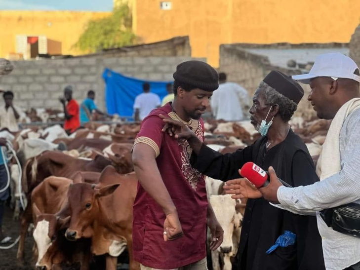 Social Gamou 2023 : 280 bœufs distribués à Médina Baye pour célébrer la naissance du Prophète