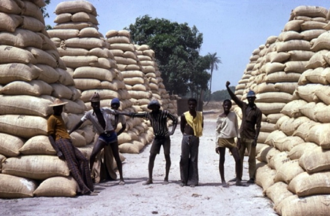 Ziguinchor-Campagne de commercialisation de l’arachide : Des opérateurs réclament 2 milliards à la Sonacos