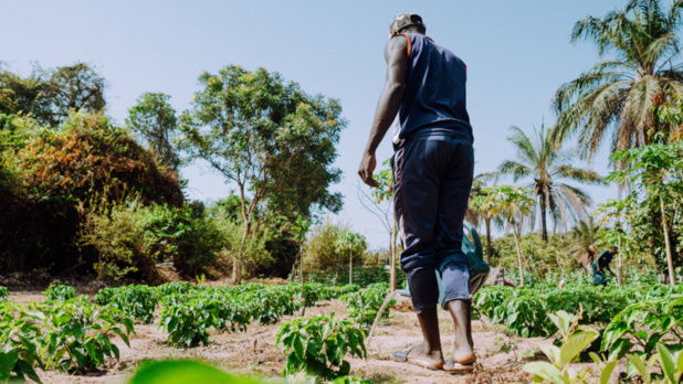 Accompagnement des entreprises dans l’agriculture : La Der/Fj et ses partenaires promeuvent le « numérique agricole »