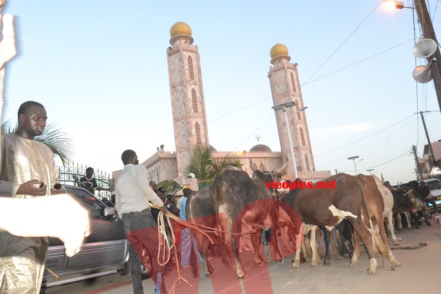 Maoloud 2015: L'homme d'affaires Aziz Ndiaye offre des bœufs à Abdoul Aziz Sy junior.