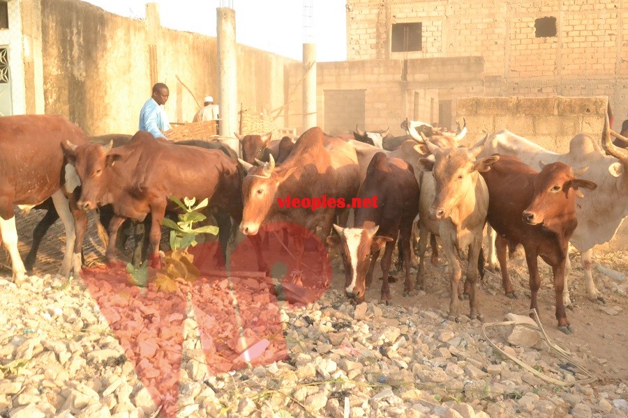 Maoloud 2015: L'homme d'affaires Aziz Ndiaye offre des bœufs à Abdoul Aziz Sy junior.