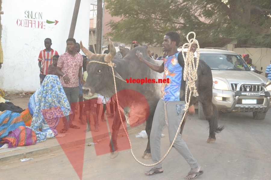 Maoloud 2015: L'homme d'affaires Aziz Ndiaye offre des bœufs à Abdoul Aziz Sy junior.