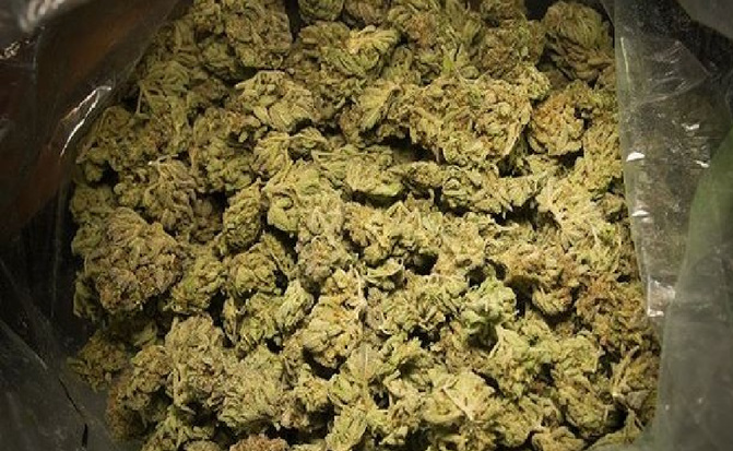 Thiès I Interpellation et importante saisie : 2,5 kg de chanvre indien saisis, un homme arrêté pour trafic de drogue