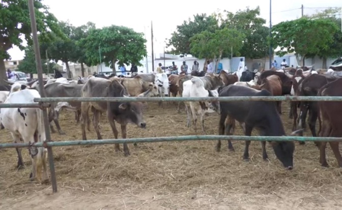 Magal 2025 : Mobilisation de bœufs de Serigne Khadim Lo Gaydel à Touba-Bakhdad