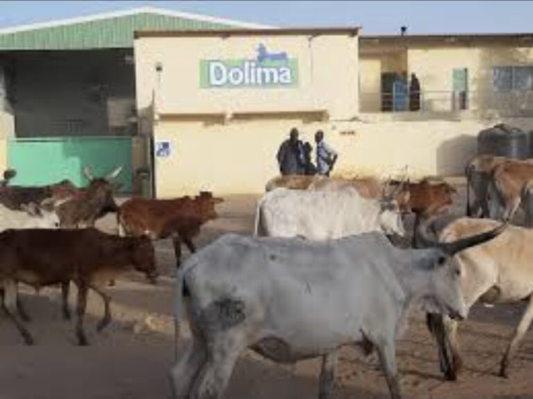 Braquage spectaculaire à l’usine « Dolima » : Richard-Toll sous le choc