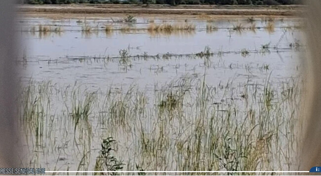 À Podor, les inondations ont endommagé des cultures d’une superficie de 323 hectares, selon la SAED À Podor, les inondations ont endommagé des cultures d’une superficie de 323 hectares, selon la SAED