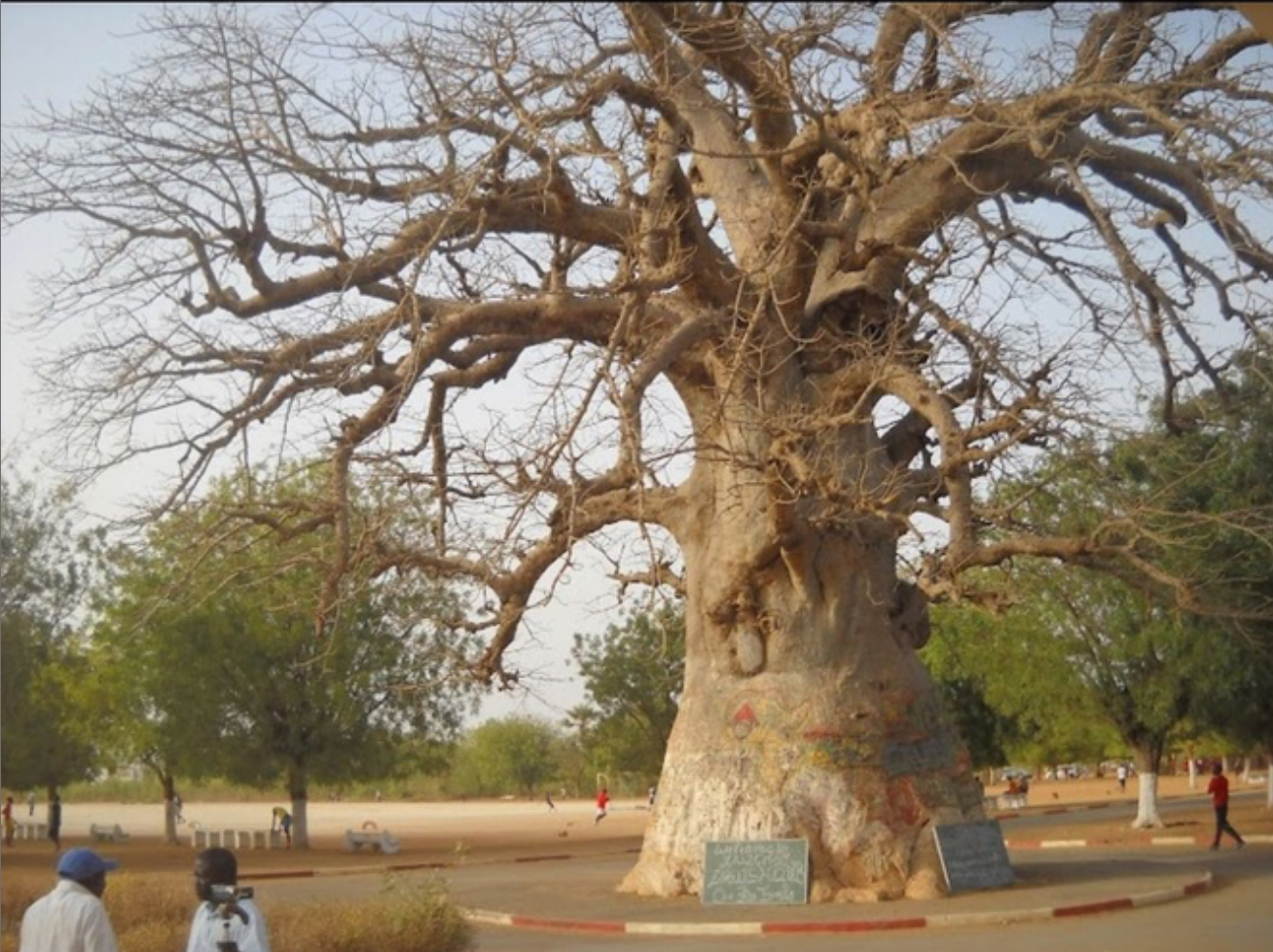 L’Appel du Baobab : 60 Ans de Mémoire, un Seul Souffle