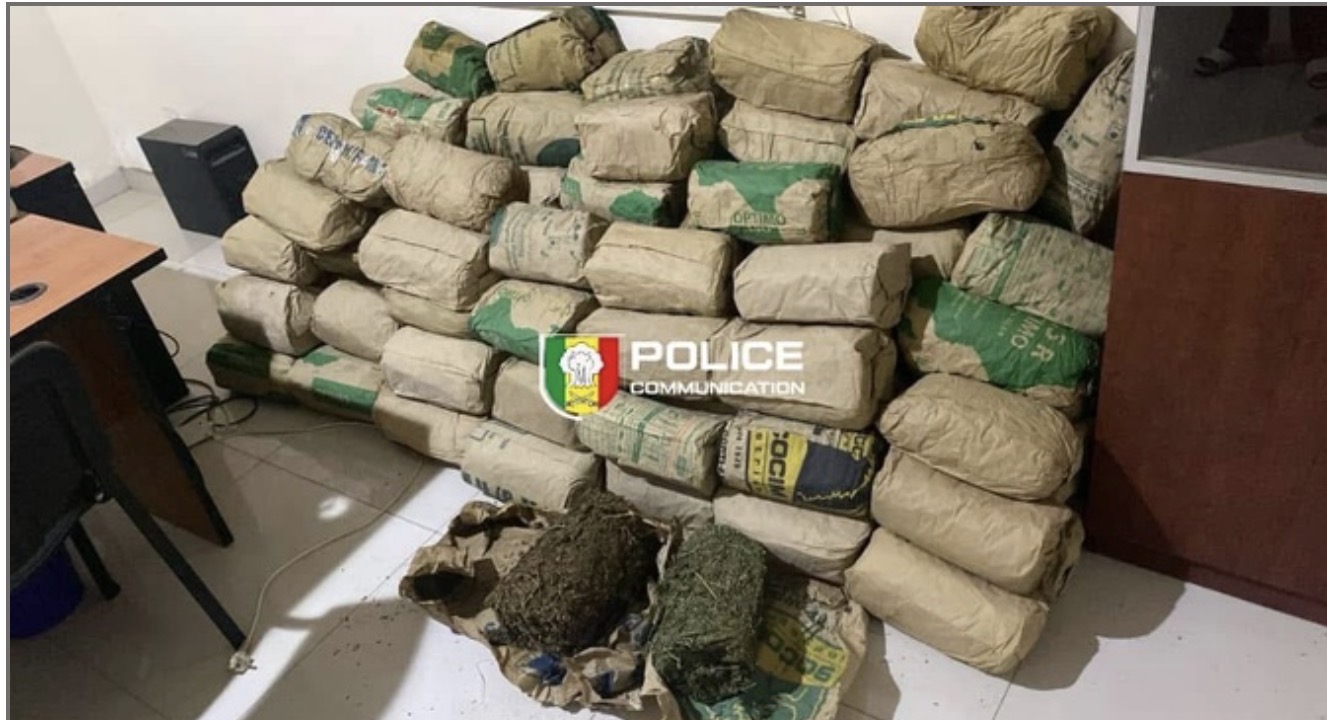 Lutte contre le trafic de stupéfiants : Saisie record de 120 kg de chanvre indien à Mbour