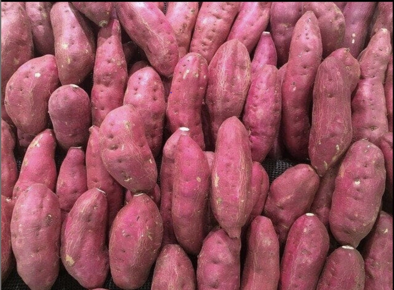 Baisse de production de la patate : Le sel grignote les terres du lac de Guiers